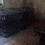 У Києві поліція відкрила справу через знущання над доберманами