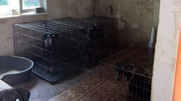 У Києві поліція відкрила справу через знущання над доберманами